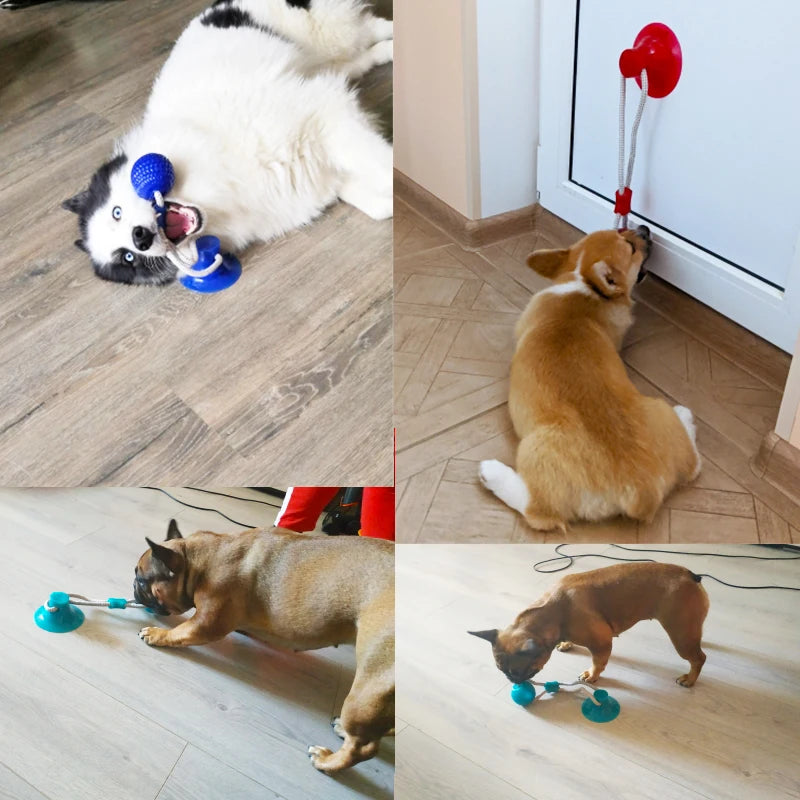 Interactive Suction Cup Dog Toys