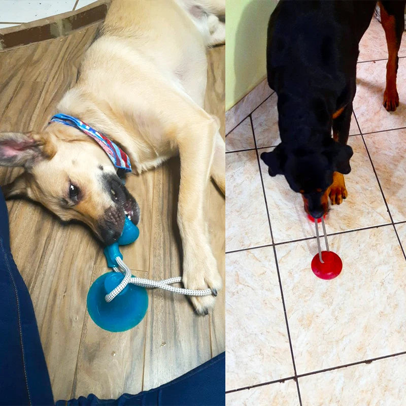 Interactive Suction Cup Dog Toys